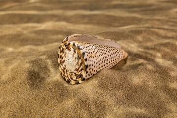 seashell on the sand as if under water