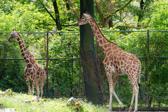 Giraffe (Giraffa camelopardalis) in zoo
