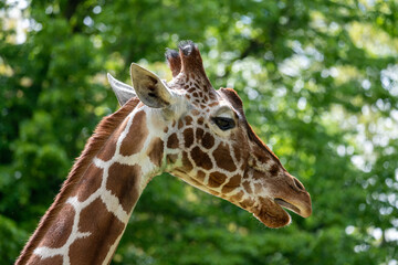 Giraffe (Giraffa camelopardalis) in zoo
