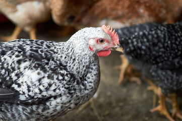 Close up of chicken in barn yard Free range poultry farming