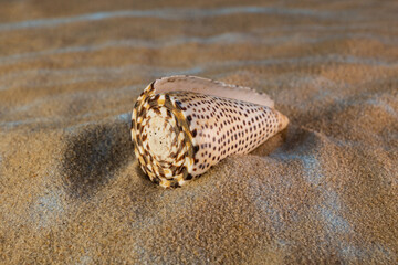 seashell on the sand as if under water