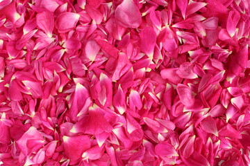 Wet pink rose petals background. Texture detailed