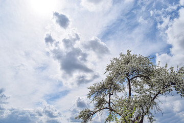 Flowering apple tree on sky background. Floral background