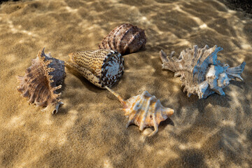 seashells on the bottom of the sea on the sand under the rays of the sun