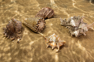 seashells on the bottom of the sea on the sand under the rays of the sun