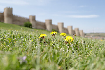 In the foreground  common dandelion flower, in the back ground (out of focus) the walls of Avila located in Spain