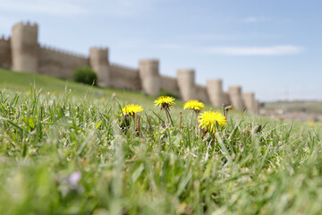 In the foreground  common dandelion flower, in the back ground (out of focus) the walls of Avila...