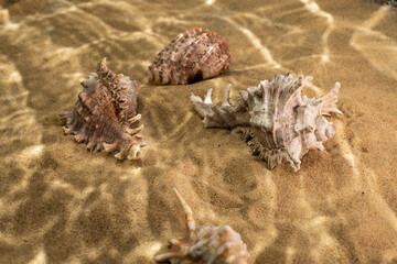 seashells on the bottom of the sea on the sand under the rays of the sun