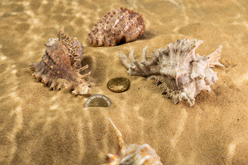 coin seashells on the bottom of the sea on the sand under the rays of the sun