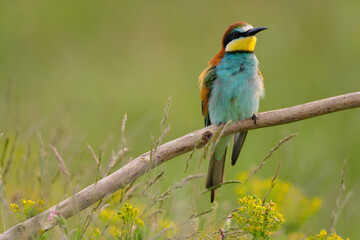 European bee-eater - merops apiaster the colorful exotic bird