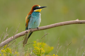 European bee-eater - merops apiaster the colorful exotic bird