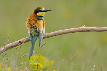 European bee-eater - merops apiaster the colorful exotic bird