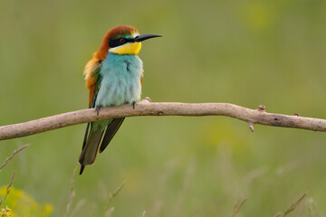 European bee-eater - merops apiaster the colorful exotic bird