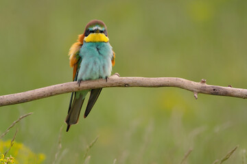 European bee-eater - merops apiaster the colorful exotic bird