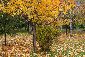 Picturesque autumn landscape in the park of Tashtagol