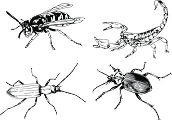 vector drawings sketches different insects bugs Scorpions spiders drawn in ink by hand , objects with no background	