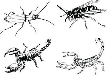 vector drawings sketches different insects bugs Scorpions spiders drawn in ink by hand , objects with no background	