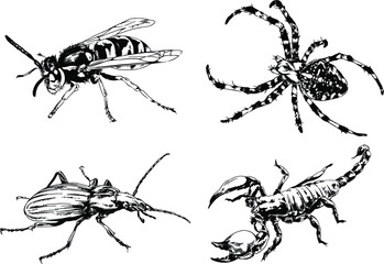 vector drawings sketches different insects bugs Scorpions spiders drawn in ink by hand , objects with no background	