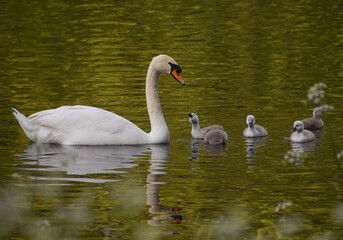 A mute swan and newborn cygnets in St James's Park, Westminster.