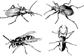 vector drawings sketches different insects bugs Scorpions spiders drawn in ink by hand , objects with no background	