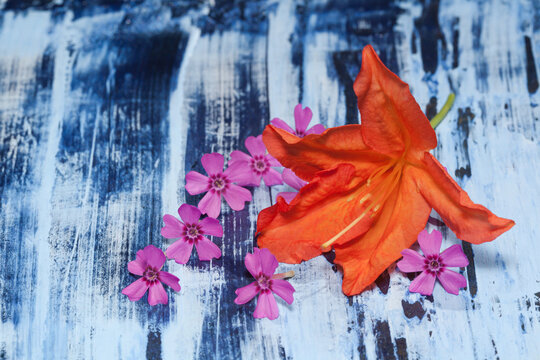 Orange Azalea Flower And Small Pink Flowers On Blue And Navy Background, Arrangement, Close-up.