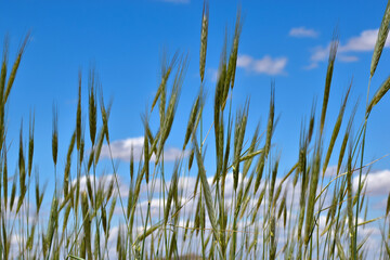  Wheat fields.
Cropped wheat fields in the blue sky of Toledo, in Spain