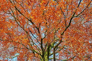 Majestic Copper Beech Displaying Vibrant Autumn Colors