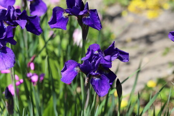 春の公園に咲くアヤメの紫色の花