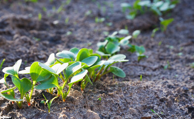 Radish shoots in the beds in the sunset. Green radish leaves sprouted from the ground. View close up.