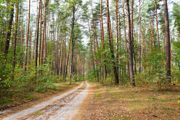 Autumn pine forest. The forest dirt road is illuminated by the rays of the sun making its way through the trees.