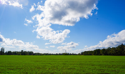 Spring landscape. Green wheat field in spring. Agriculture. Green grass, trees on the horizon blue sky. Sunny bright day.