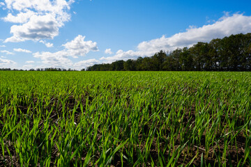 Fototapeta na wymiar Spring landscape. Green wheat field in spring. Agriculture. Green grass, trees on the horizon blue sky. Sunny bright day.