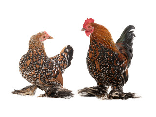 beautiful rooster and hen isolated on white