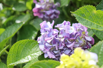 あじさい 紫陽花 アジサイ 紫 パープル 花びら グリーン 美しい 綺麗 梅雨 雨 鮮やか 癒し かわいい