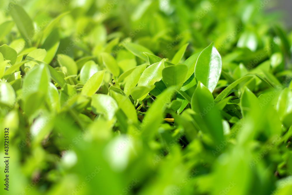 Wall mural close up green leaf nature view and blurred greenery background in garden. nature view of green plan