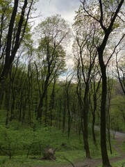 Obraz premium morning in the forest