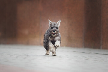 dog puppy Miniature Schnauzer  in the grass 