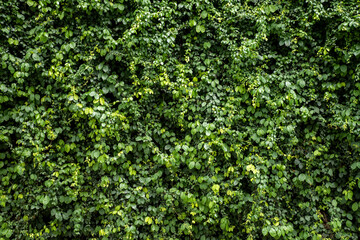 Fototapeta na wymiar Green leaf wall texture background. Vine on the wall. Nature of green plants. Environmental freshness wallpaper concept.