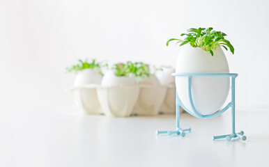 Fresh microgreens watercress grows in an white egg shell in paper egg box. Vegan and healthy eating concept. Creative eco concept. Zero waste. Close-up. Easter banner.