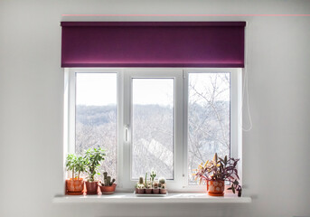 Window with purple roller blind and home plants in flowerpots on the windowsill - obrazy, fototapety, plakaty
