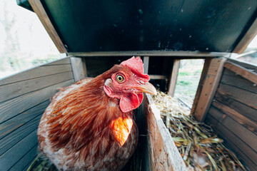 Close-up portrait of a hen in the chicken coop © Carlo Prearo