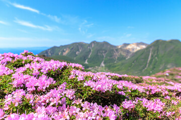 Fototapeta premium ミヤマキリシマとくじゅう連山 平治岳 大分県 Miyama Kirishima and Kuju Mountain Range Mt.Hijidake Ooita-ken