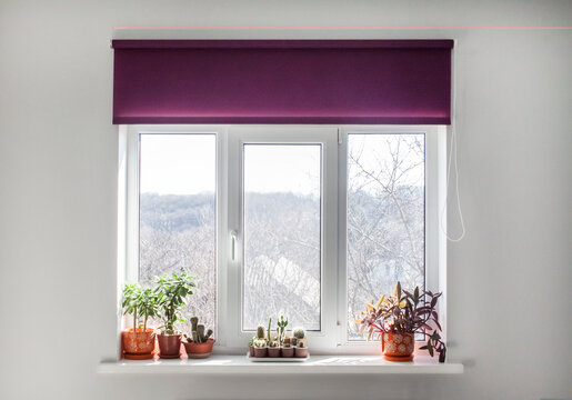 Window with purple roller blind and home plants in flowerpots on the windowsill