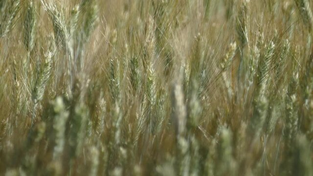 video spighe di grano con vento in 4k