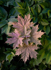 Maple leaves are already turning red in the frame of other leaves
