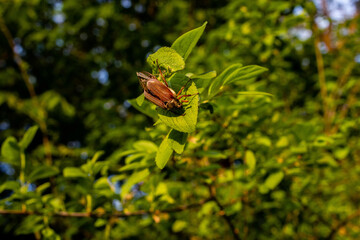 Beetle on a green leaf, on a sunny day.