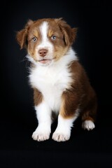 australian shepherd puppy isolated on black 