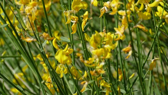 video ginestre con vento risoluzione 4k