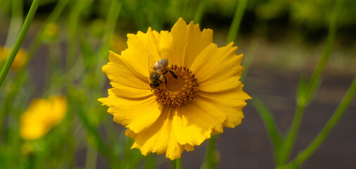 bee on flower