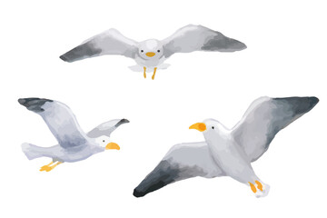 カモメの水彩イラスト